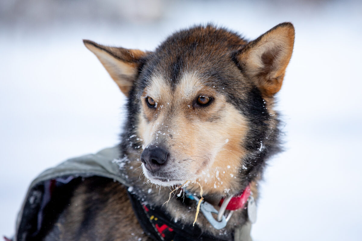 Close-up portrait of sled dog at rest, with bits of snow and frost on its snout.