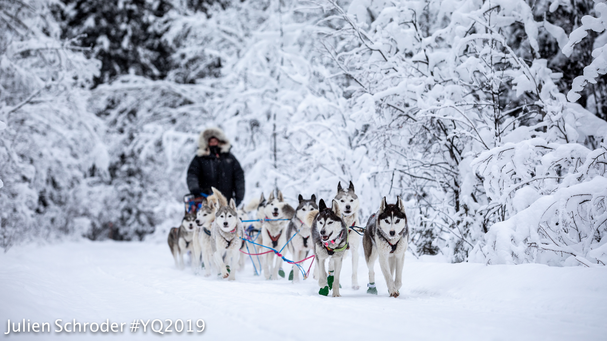 Sled dog team mushes along a snowy forest trail