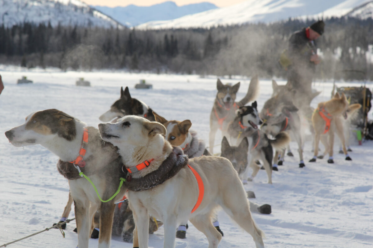 A string of sled dogs stand on the snowy ground