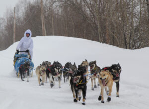 Musher in white parka mushes sled dog team down snowy trail