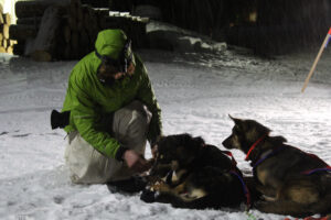 Musher in green jacket kneels next to resting sled dog team at nighttime
