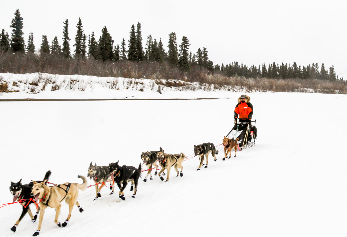 Musher in orange and black parka leads a sled dog team down a frozen river, with pine trees in the background
