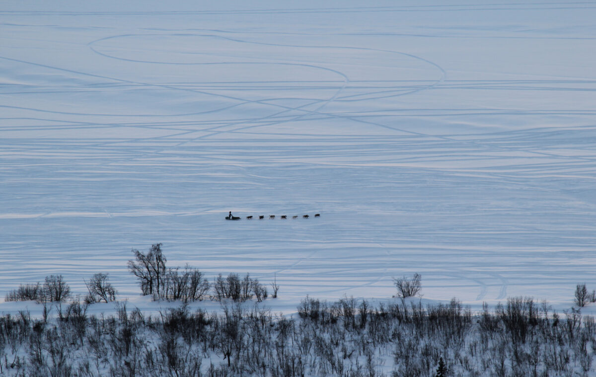 Aerial view of sled dog team mushing along vast, snowy plain