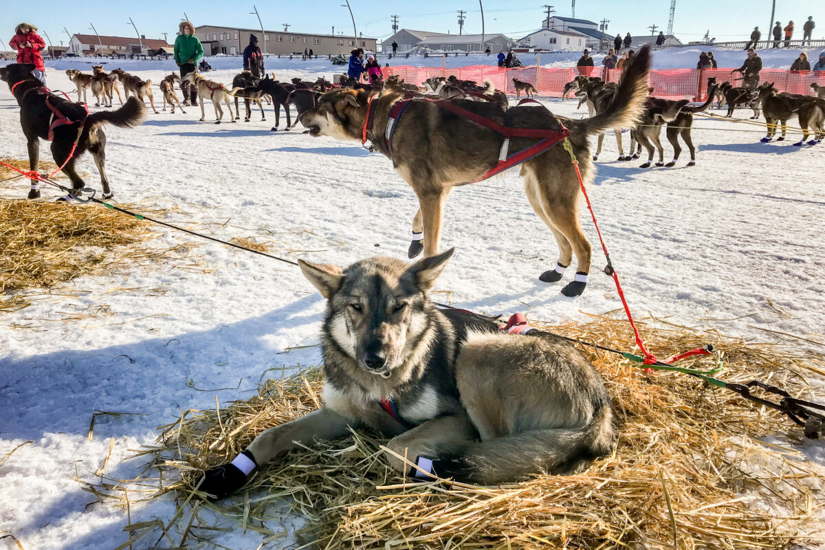 Sled dog rests in straw on snow-covered ground