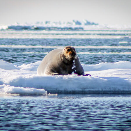 Bearded seal on ice floe