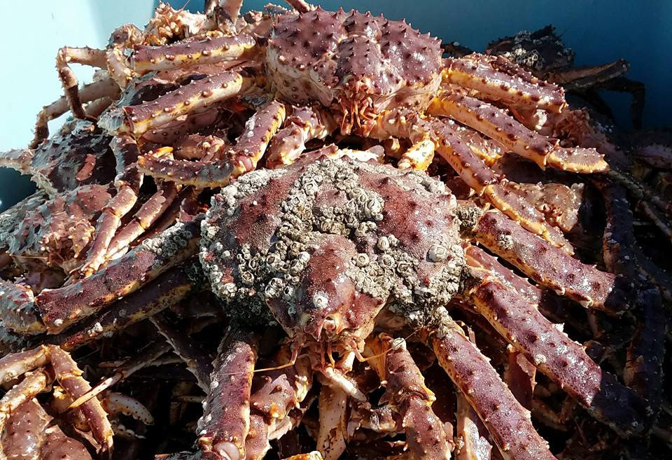 Red crabs piled on top of one another.