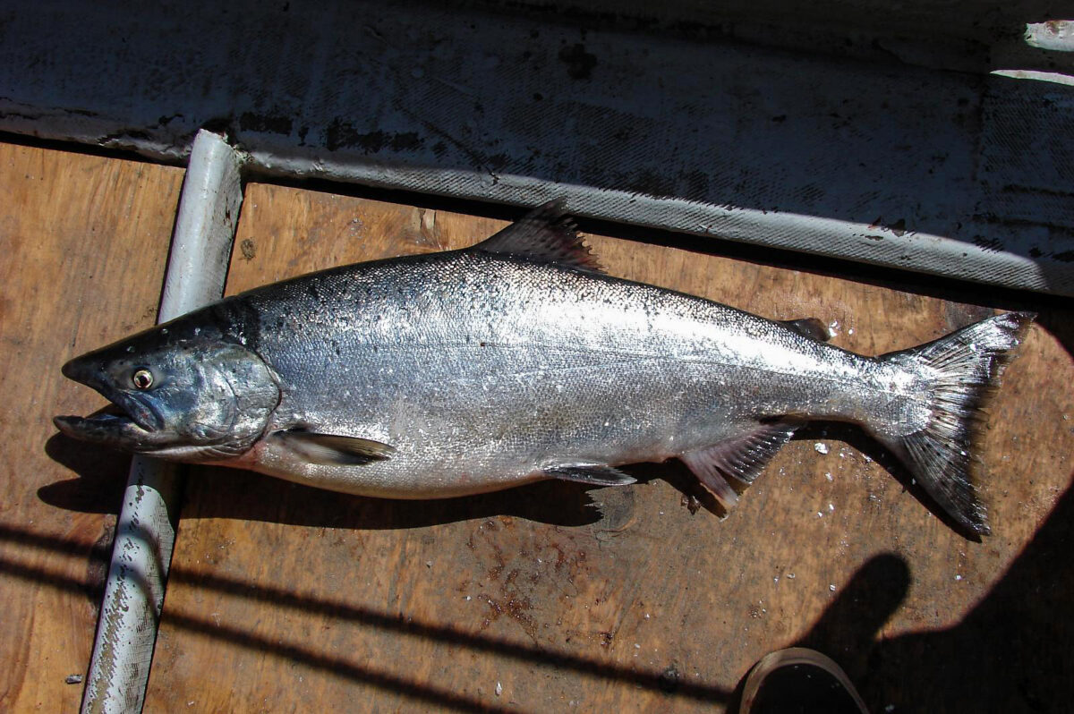 King salmon laying on wooden floor of fishing boat