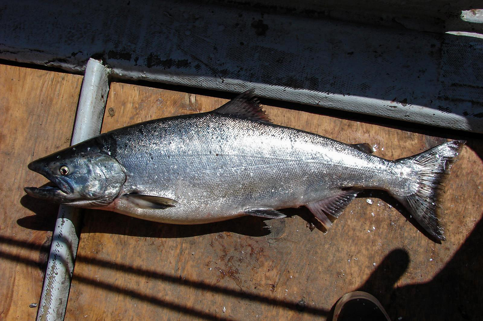 Chinook Salmon  NOAA Fisheries