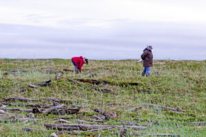 Two women pick berries on the tundra