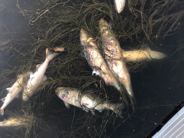 Dead fish floating on the surface of a river
