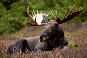 Bull moose sitting outside