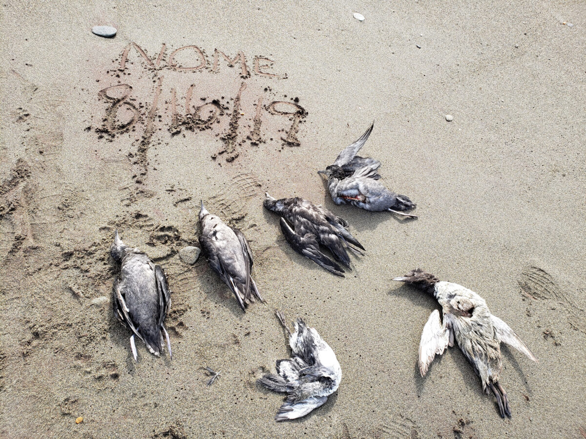 Dead seabirds on a beach with the words "Nome, 8 / 16 / 19" written in the sand.