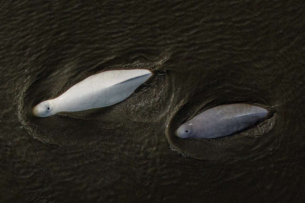 One white. one gray beluga swimming in water. Shot from aerial view.