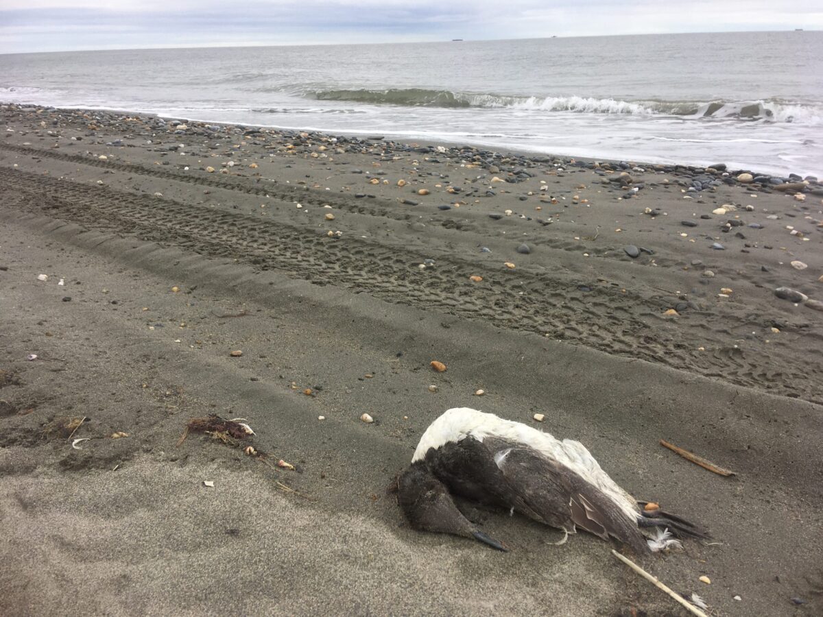bird carcass on shore