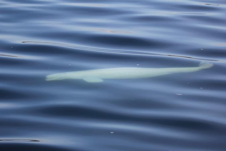 A beluga whale swimming underneath water