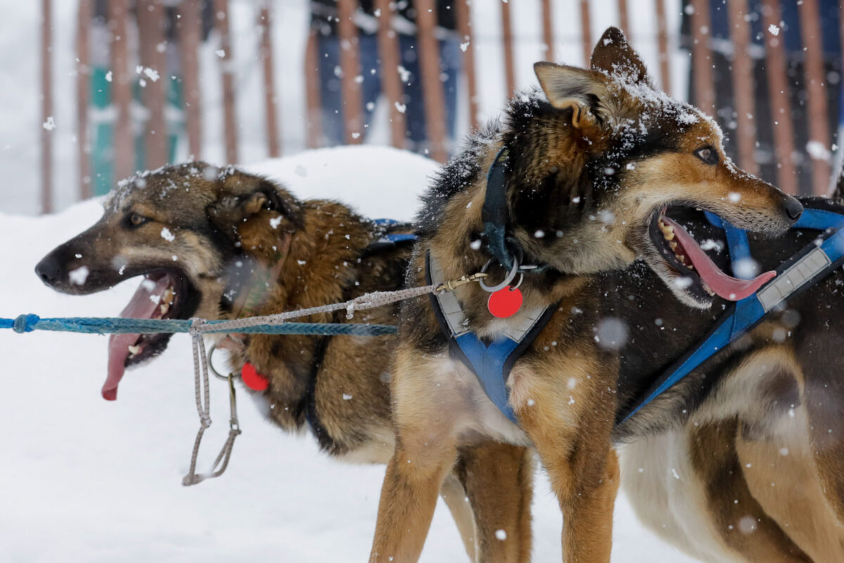 Two dogs harnessed up for racing. Snowing.