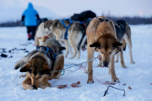 Sled Dogs eating during a rest stop in iditarod race