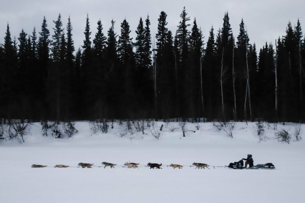 Dog sled team in a line on a trail