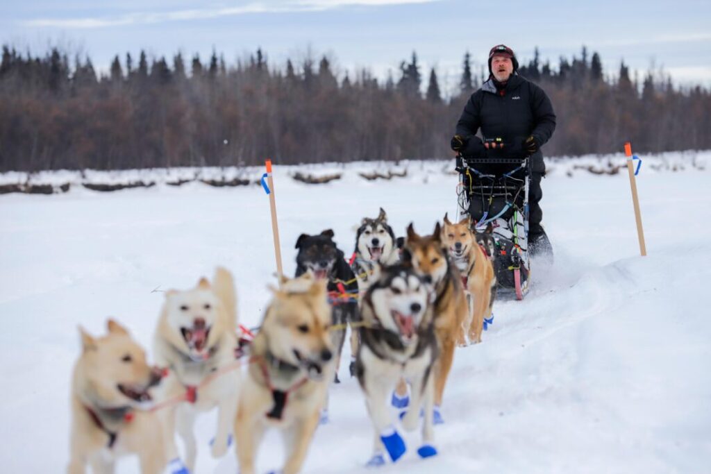 Man on dog sled being pulling by dogs in winter