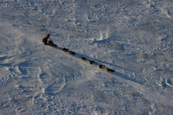 aerial shot of man with dog sled team race on snowy trail