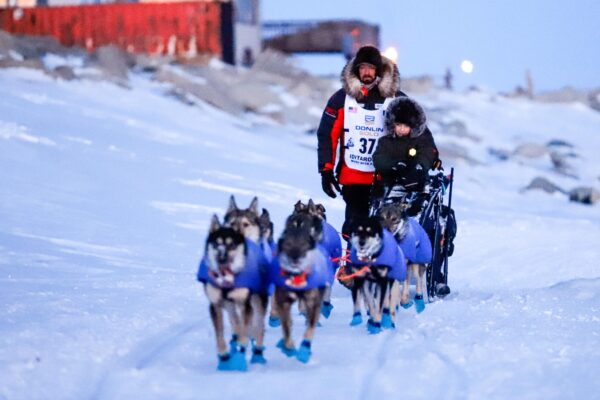 Man arriving with dog sled team to Nome