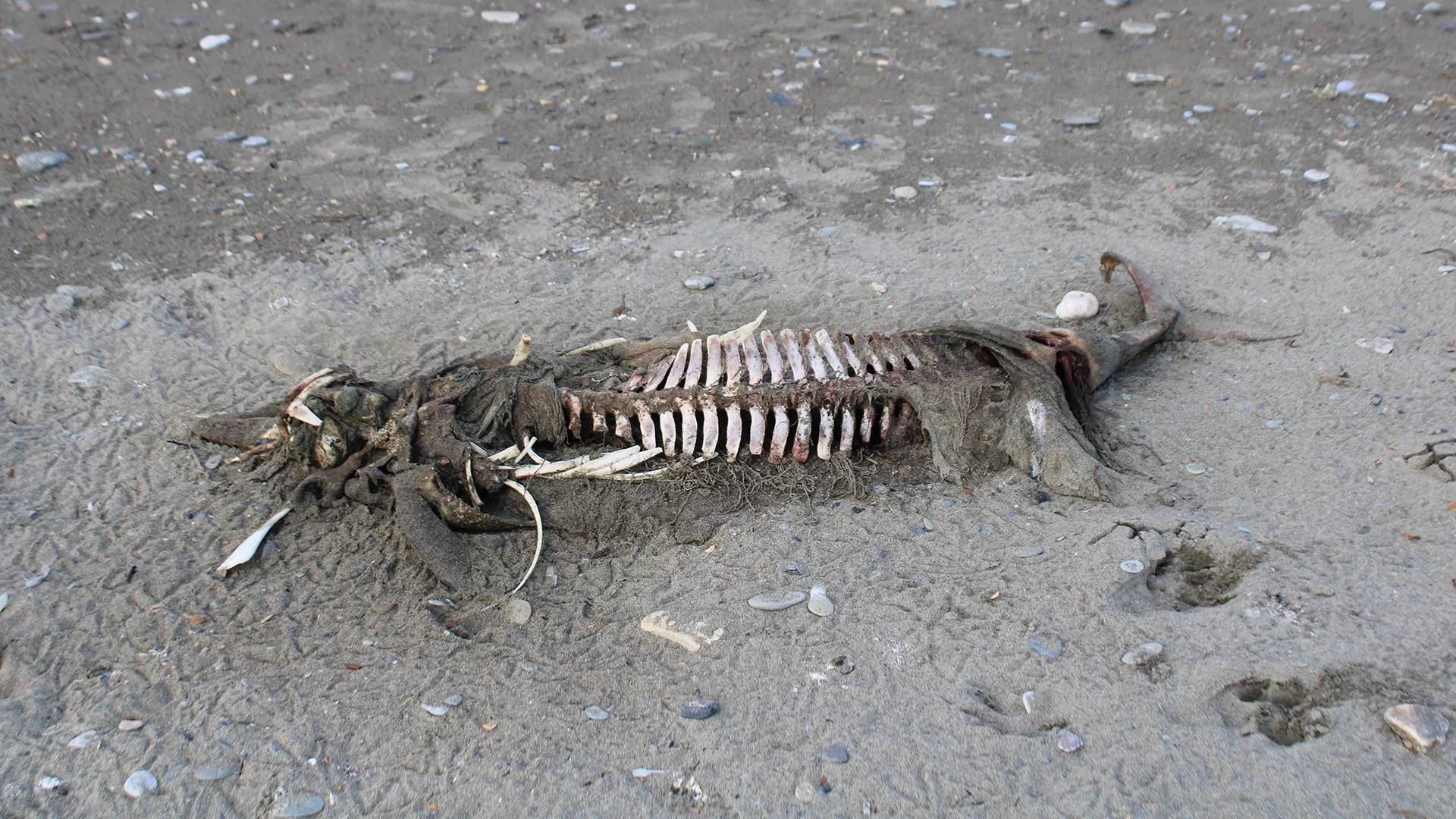 A decomposing seal carcass lays on a beach in the Norton Sound. Sarah Swartz photo.